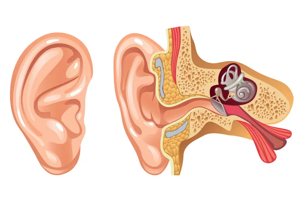 article-โรคตะกอนหินปูนในหูชั้นในหลุด หรือโรค BPPV
